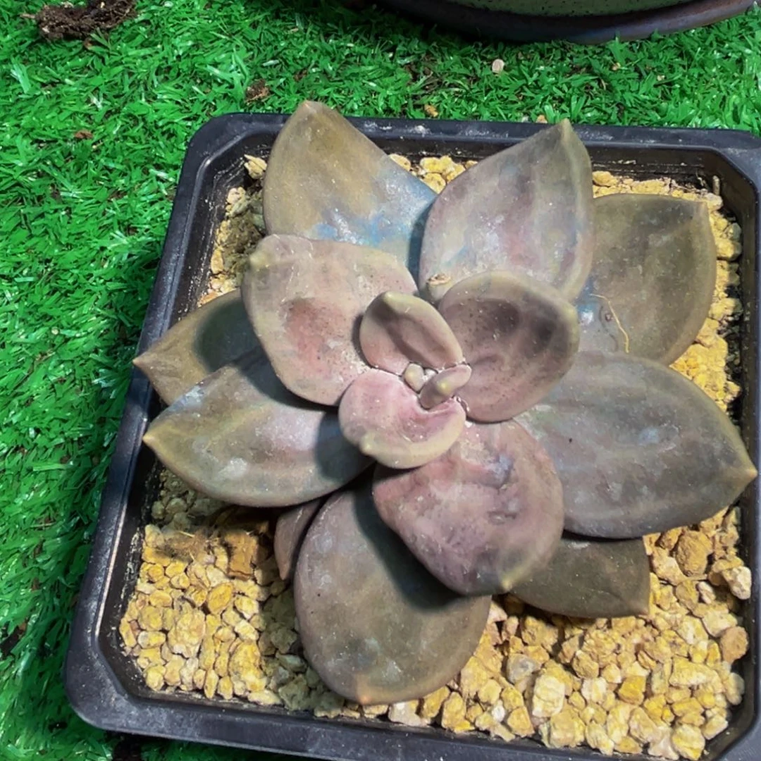 多肉植物一物一拍