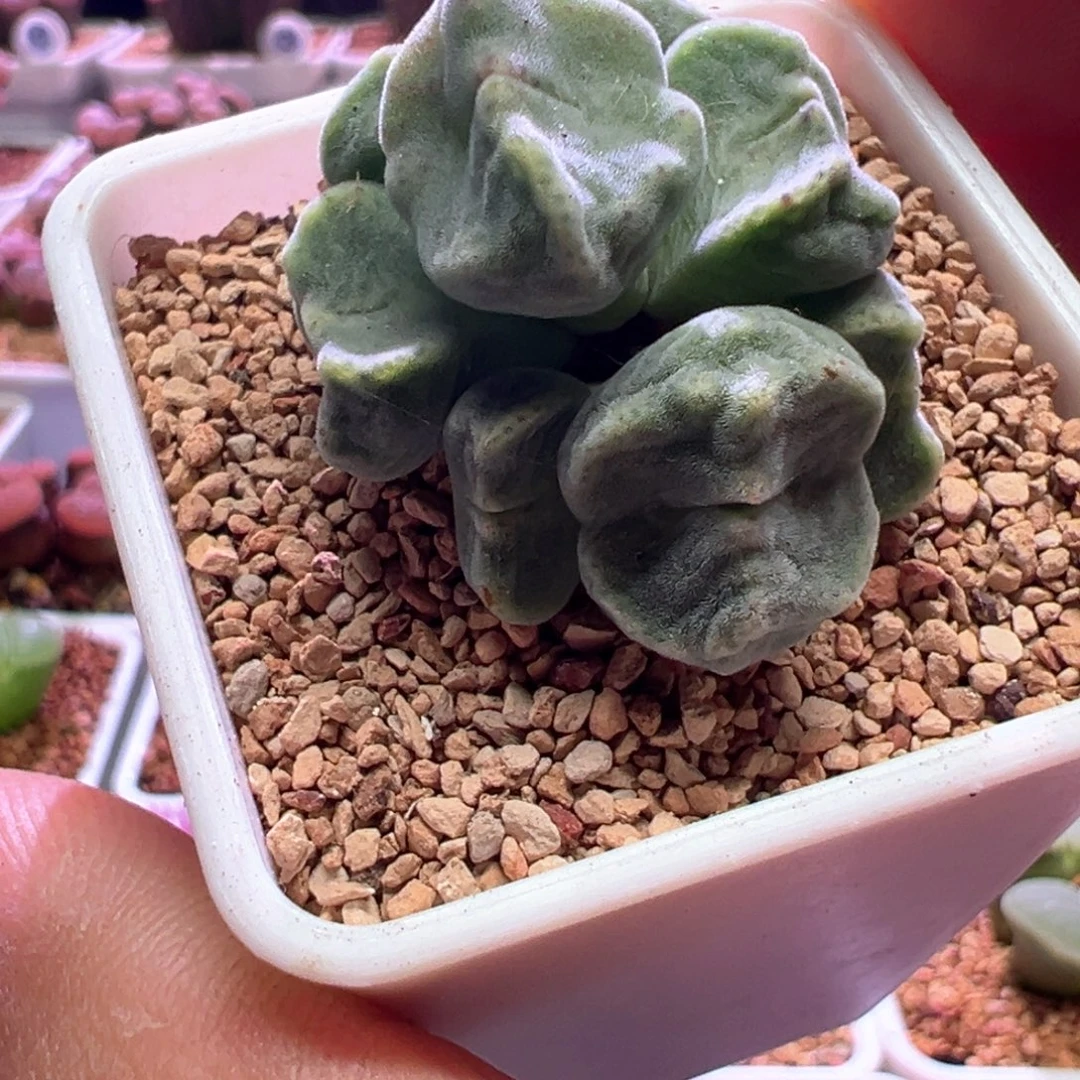 ⸝***⋆0911，蛙哥鬼脸绿豆糕，下播福利
