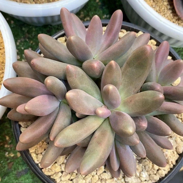 子*?我是真的很喜欢