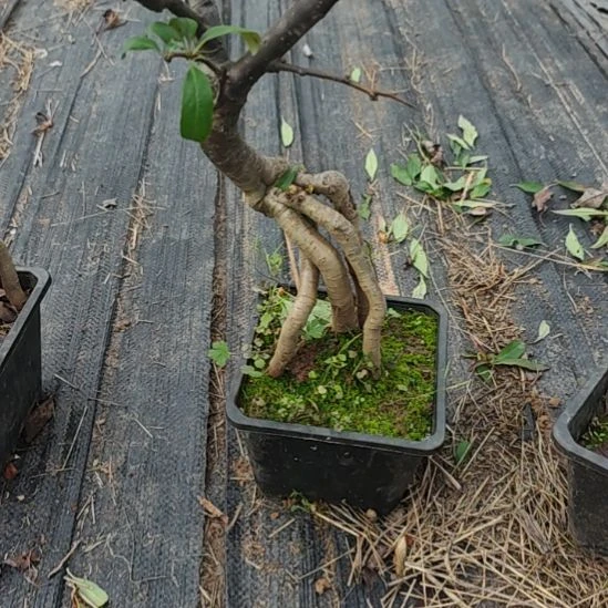 高***️无花朵海棠盆景精品造型