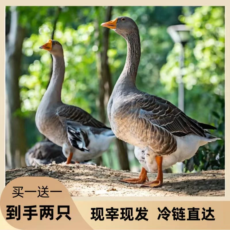 买一送一散养大雁鸭带翅膀内脏顺丰2只毛重12斤除舌头珍宰杀8-9斤
