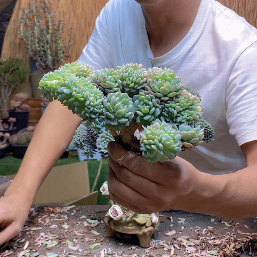 ✨**✨白胖子缀化小树61