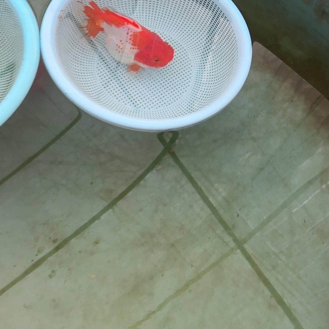 白***珂金鱼红红火火红红火火