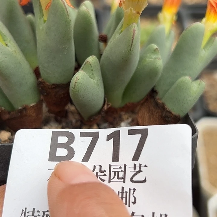 无花朵717号特价大将
