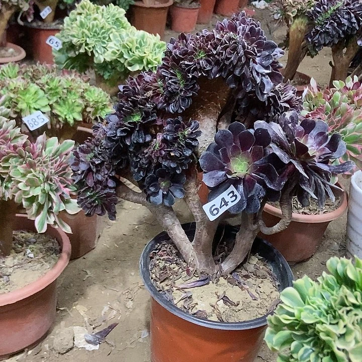 643欧紫缀化老板子法师