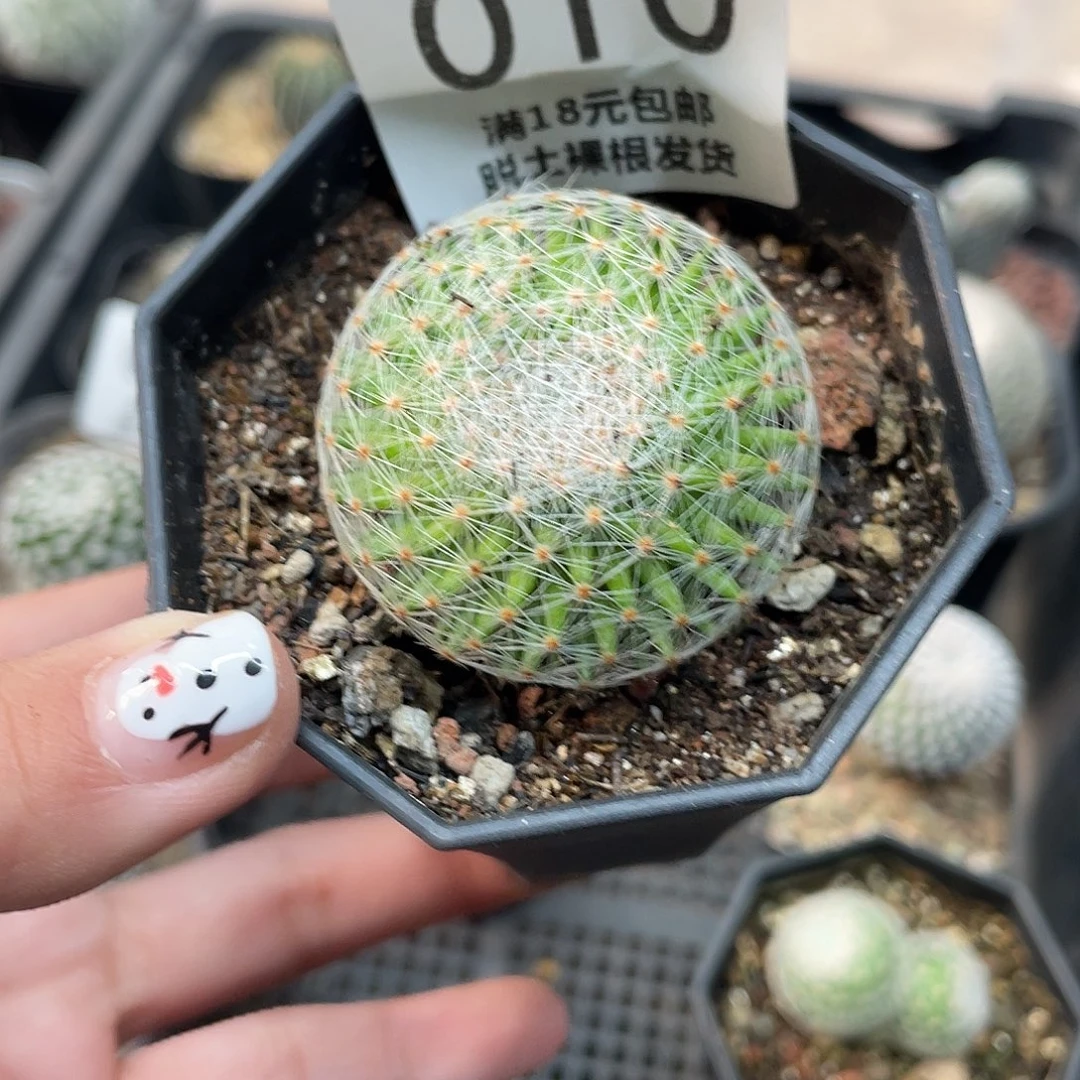 010白绢丸仙人球植物
