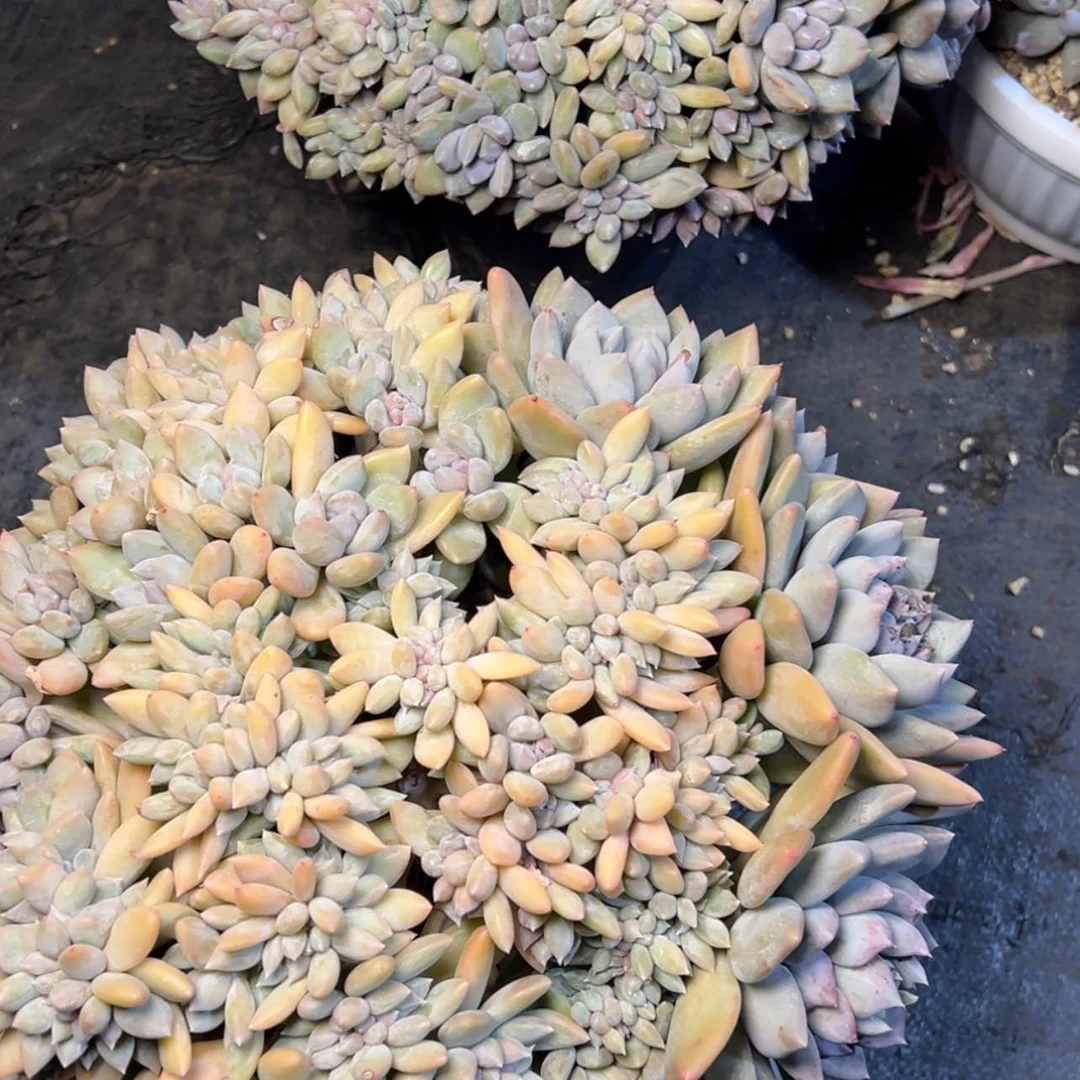 【闪购商品】胖美人缀多肉58