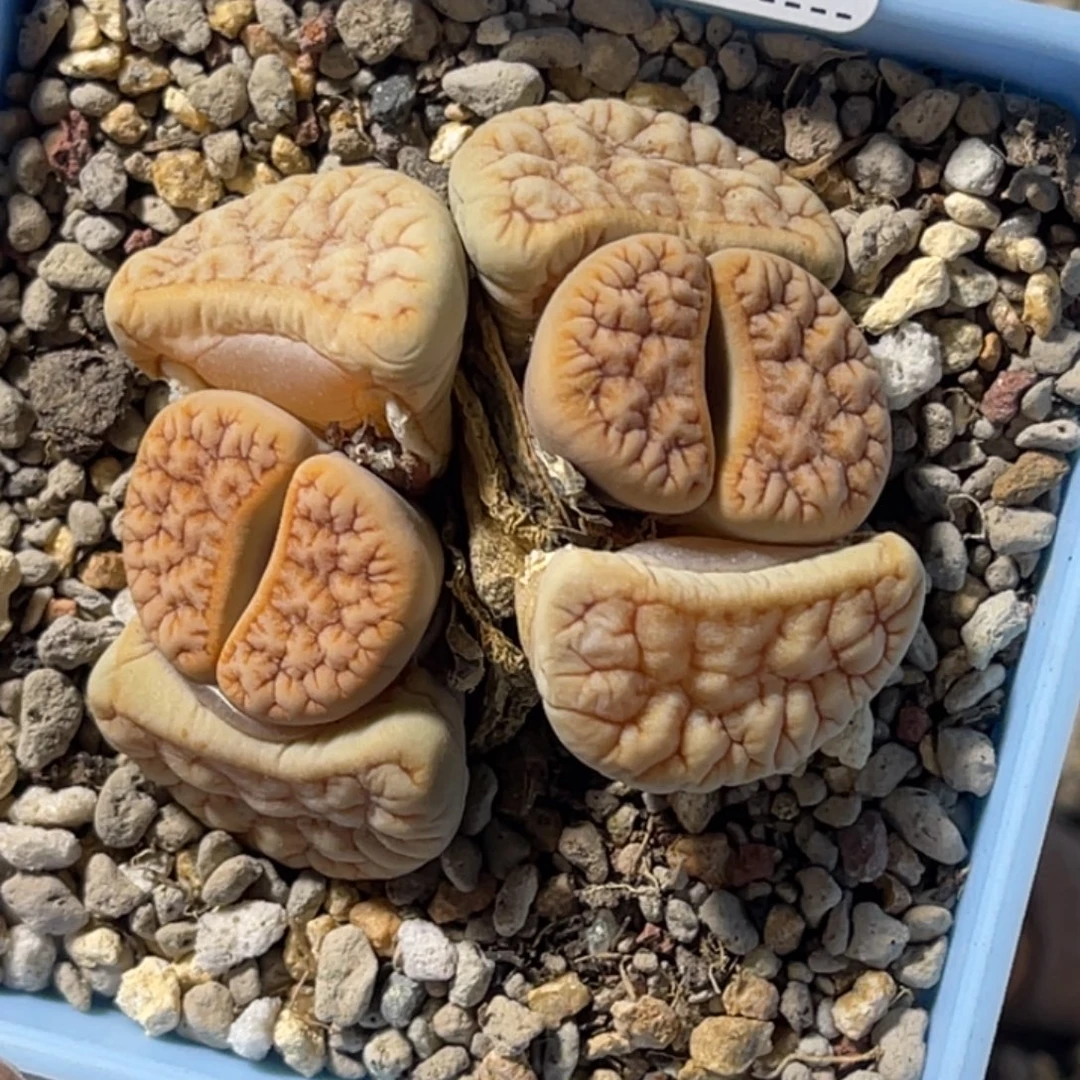 3303双头凹凸铁189