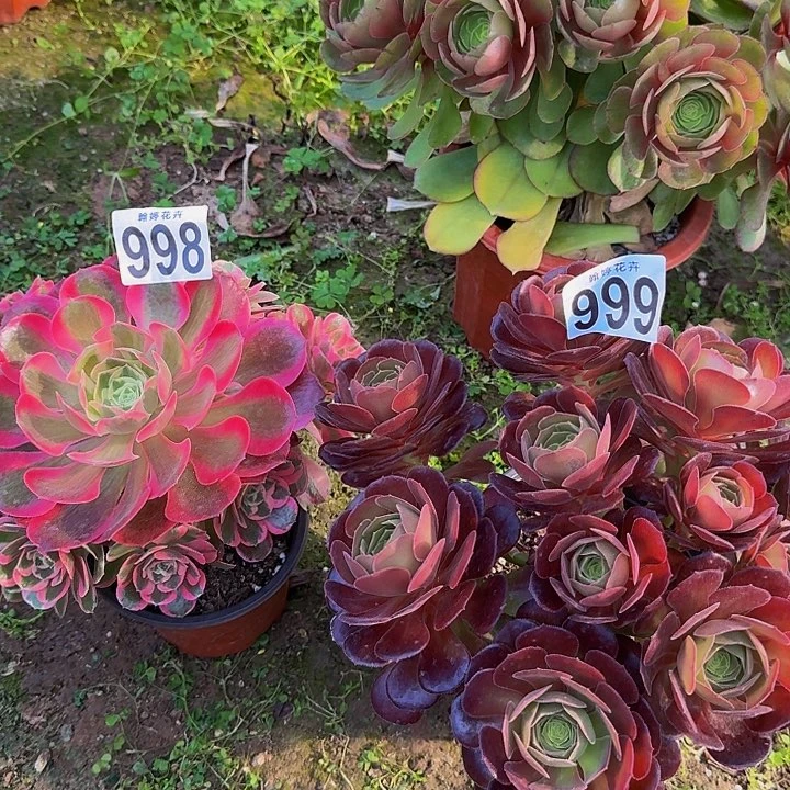 000000000998999女巫红玫瑰