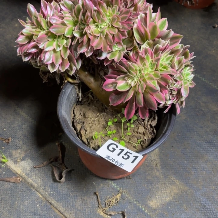 瑞妈，，，，，，151女巫缀