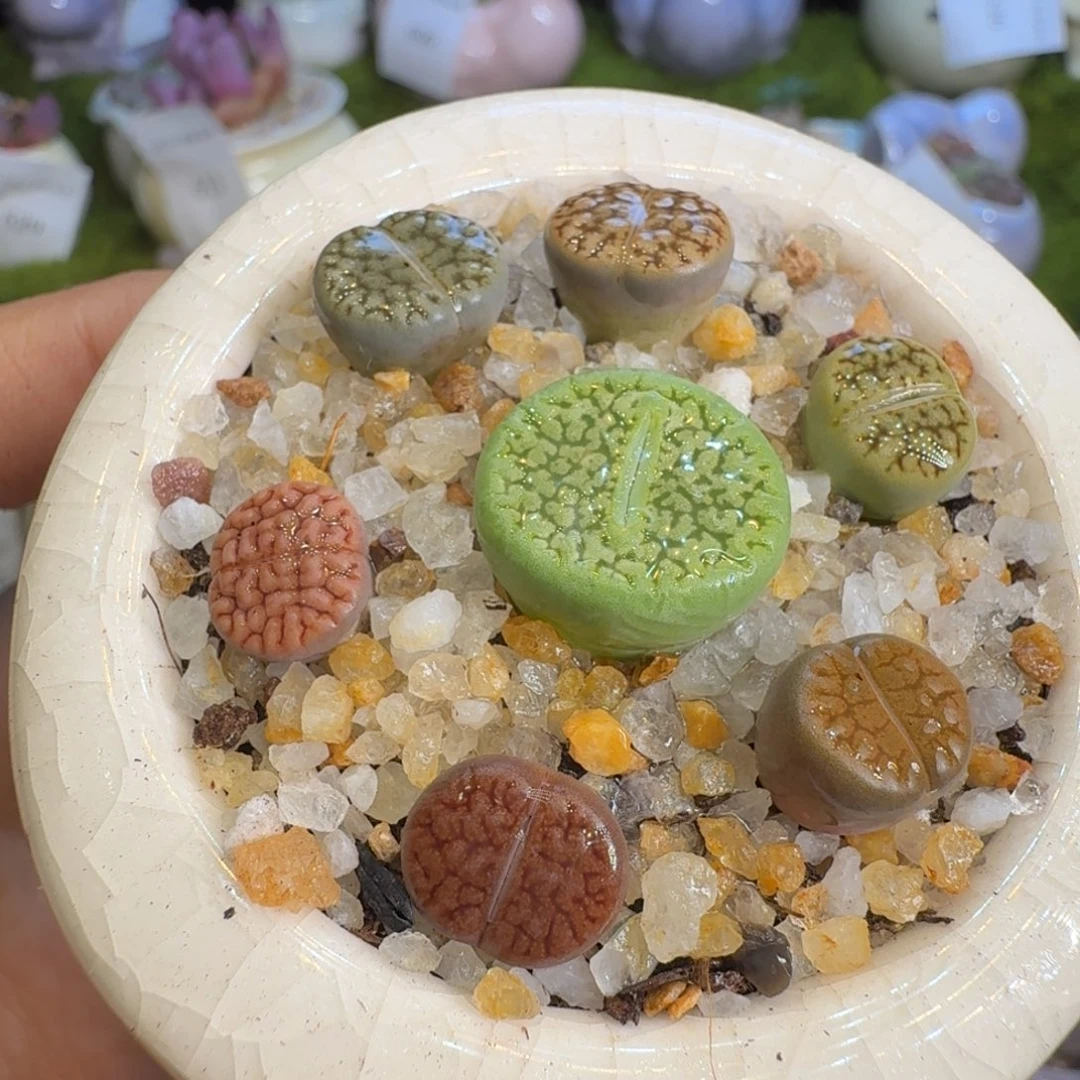 多肉植物福利冲711