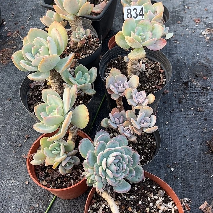 用***4834九棵凤脱土发货退不换