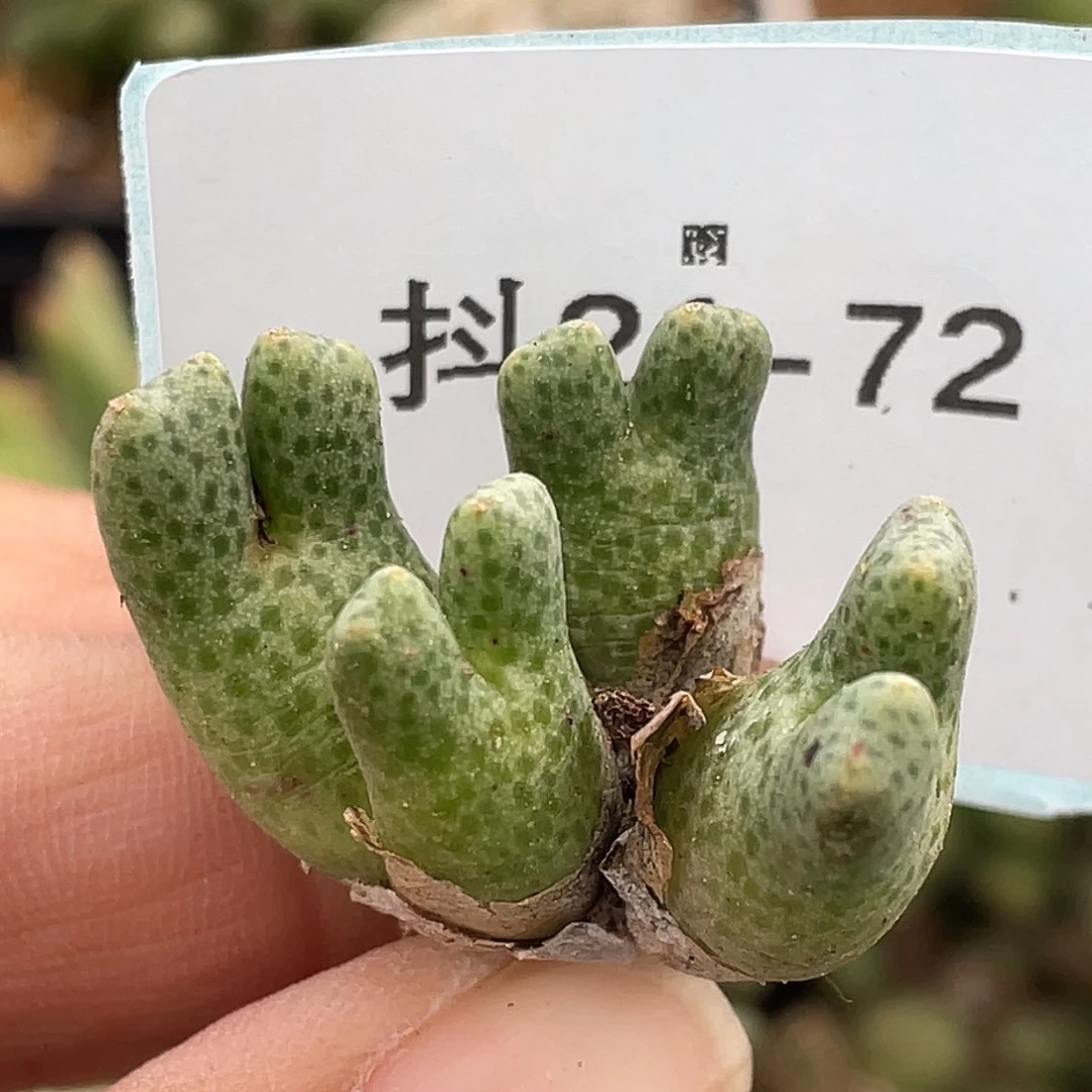 21-72鹿角斑马肉锥