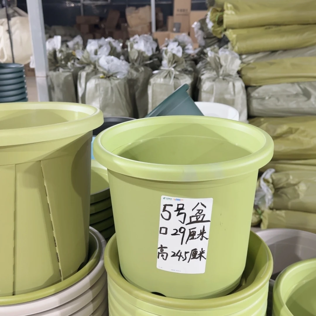 塑料四季5号果绿3个带拖