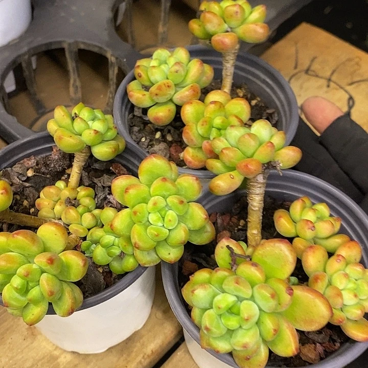 三盆香格里拉福利多多