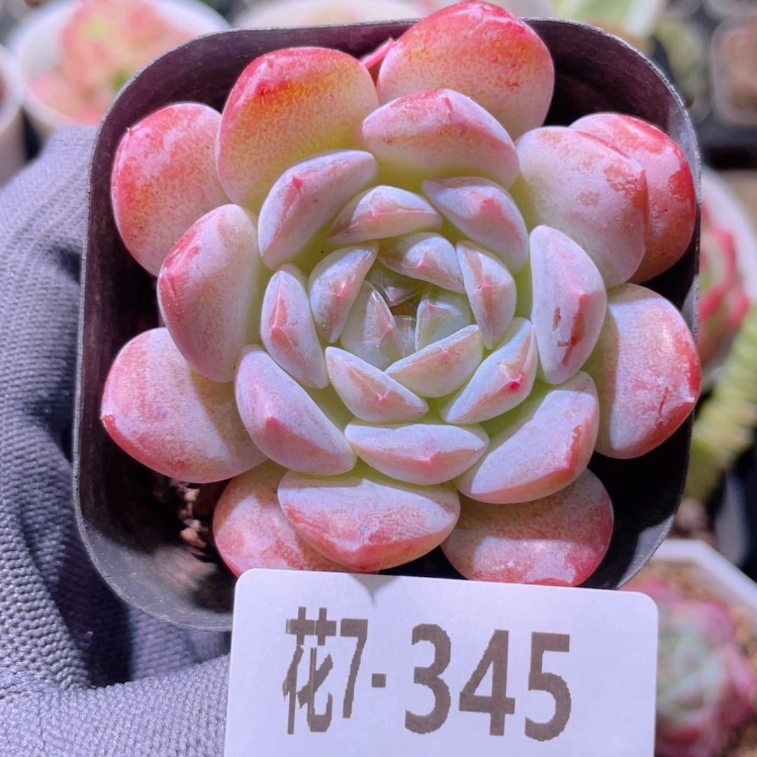 花利美7-345白胖子