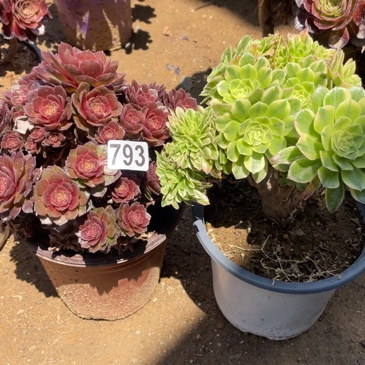 793多肉植物组合无售后