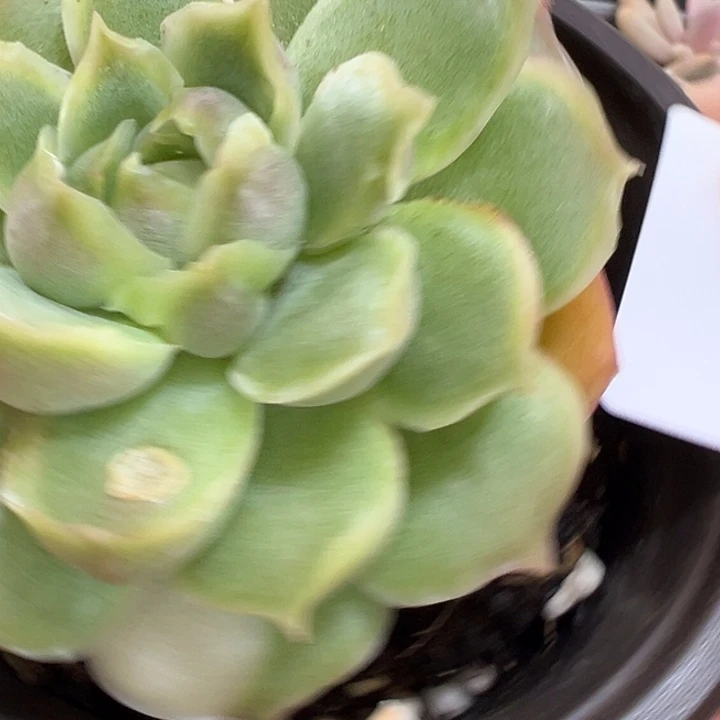 523虾饺多肉植物多肉