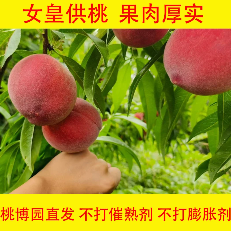 昭化桃博园当季水果早脆红玉脆桃蜜桃现摘整箱净重5斤单果80-120g