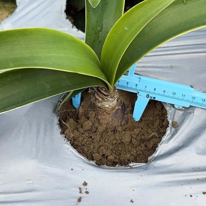 交响曲朱顶红一棵6.0