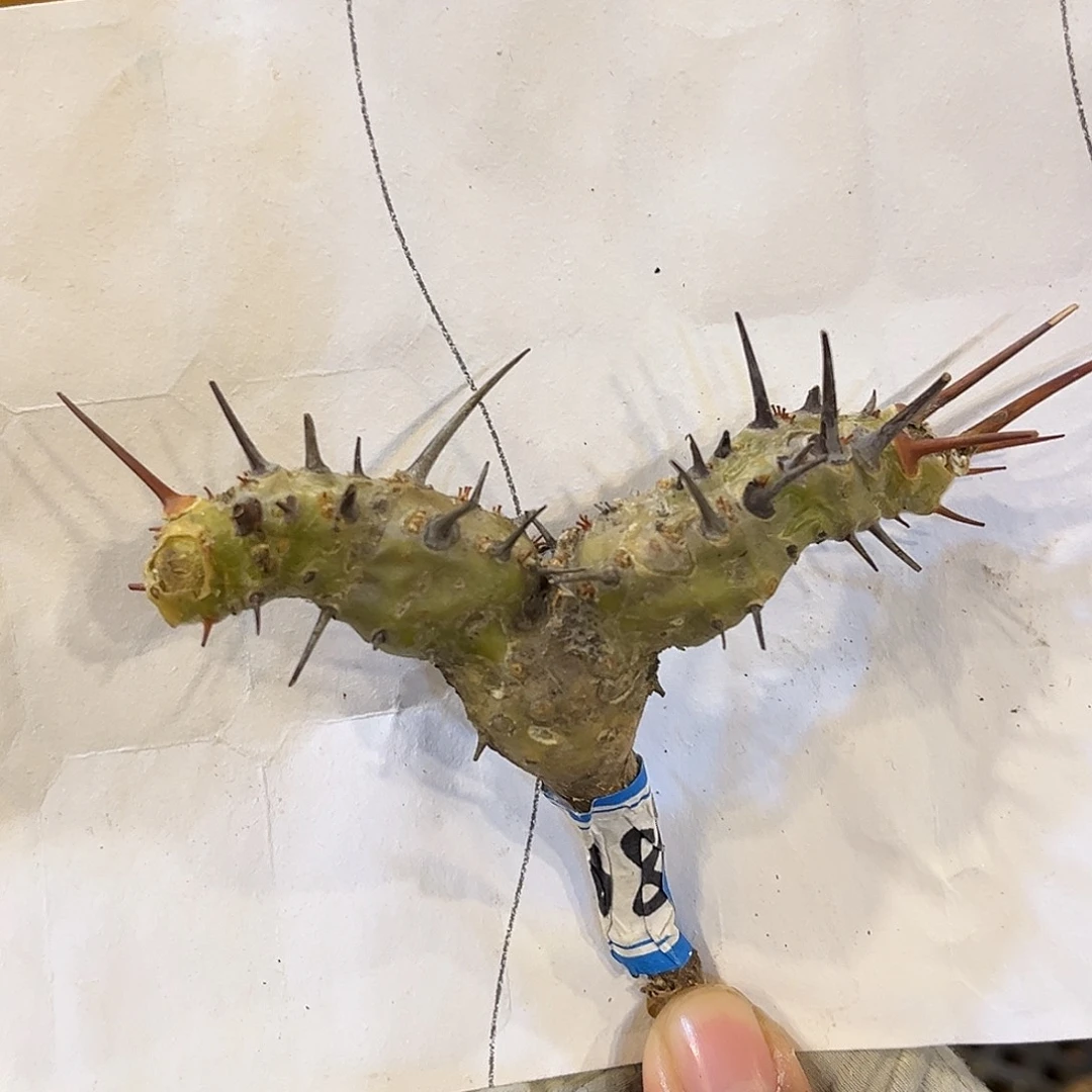 潮流植物 刺腺蔓 饱满