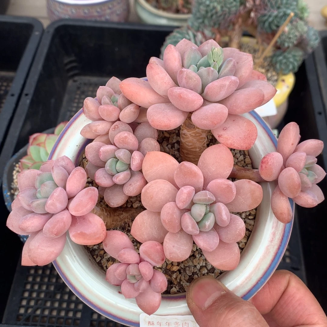 165草莓酱多肉一颗 15厘米