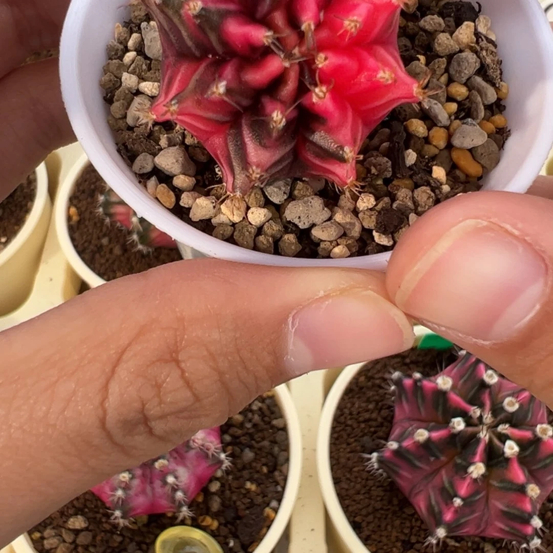 350 好看的米哈冲冲冲