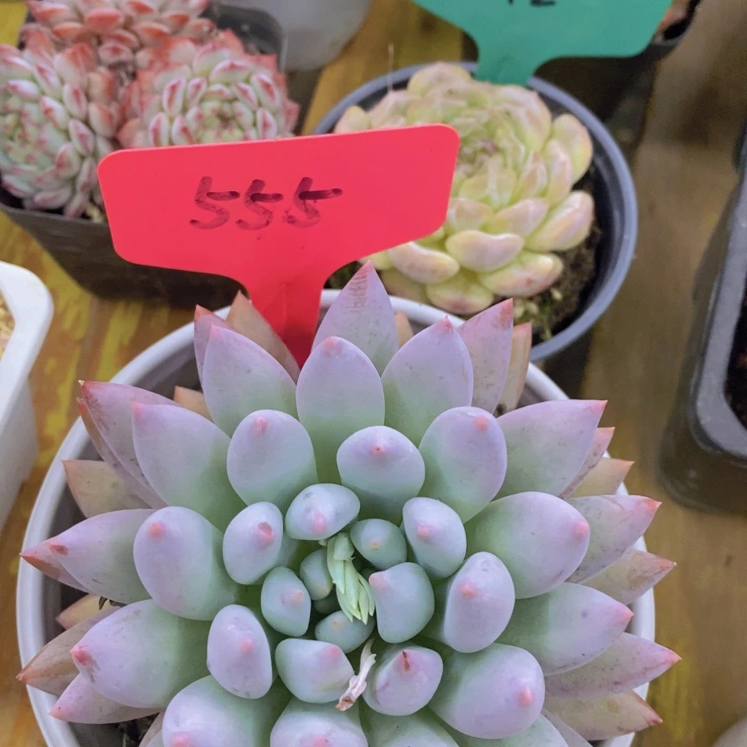 开心多肉，破价专场，不对比价格，不统计