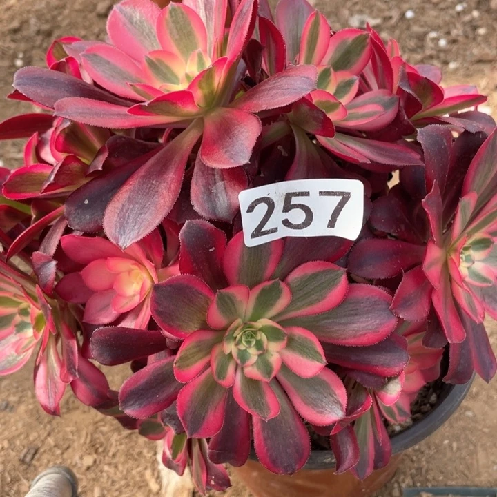 257多肉植物美杜莎