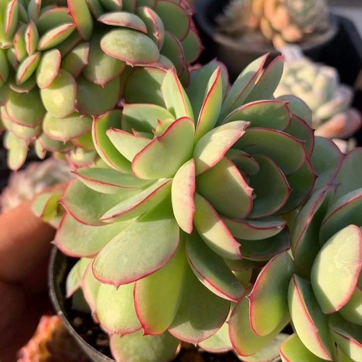 e335牡丹亭缀化脱土