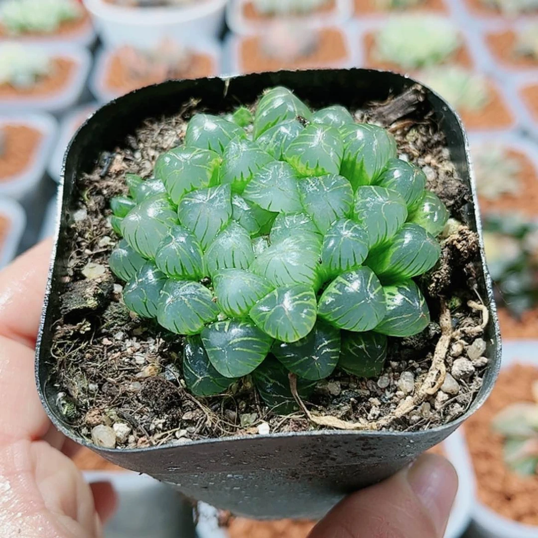 【闪购商品】姬玉露