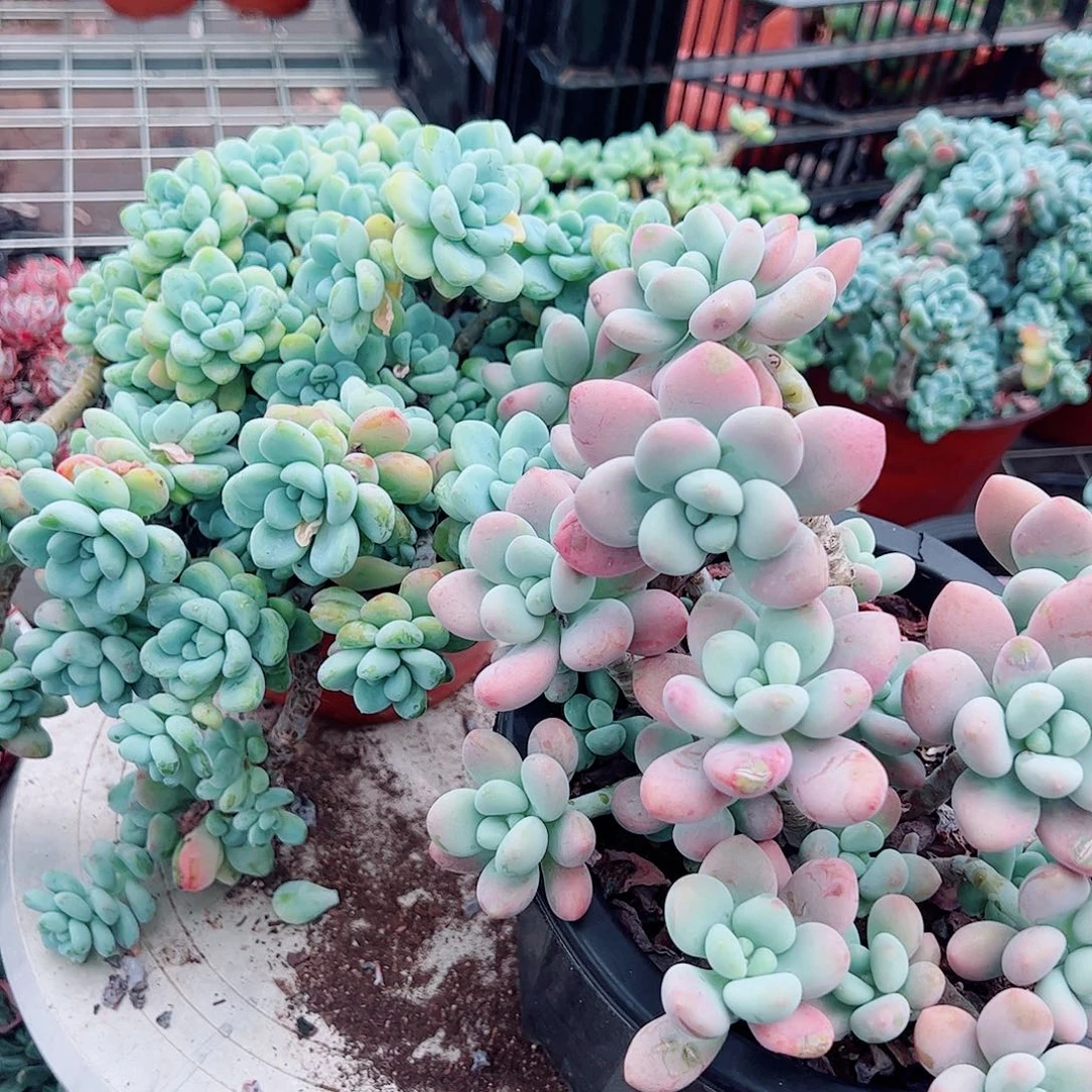 香香劳尔➕樱花洛神 各一盆
