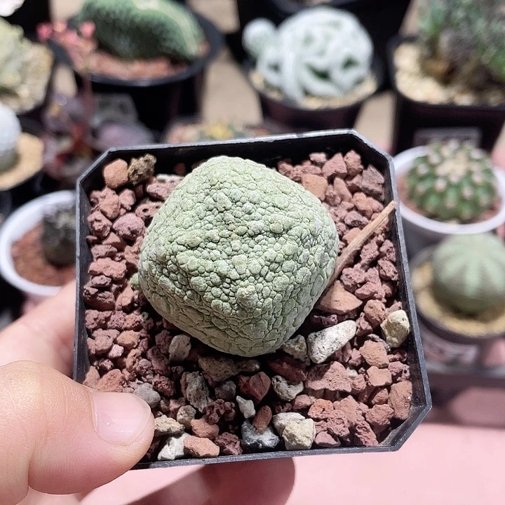 603凝提玉仙人球