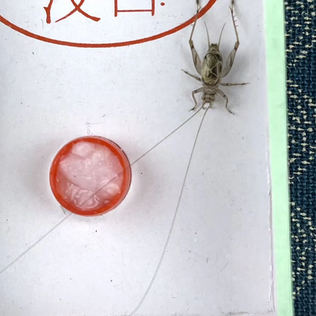 金蛉子 4条中须（蟋蟀科）鸣虫蛉虫 路途包死亡