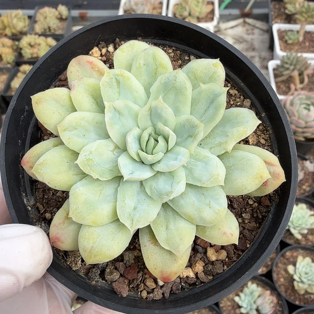 随机发七公分天使玫瑰锦满20包邮