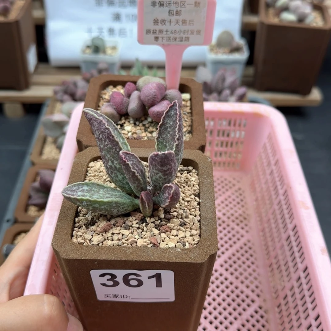 大**?361粉鲍鱼夏娃多肉植物
