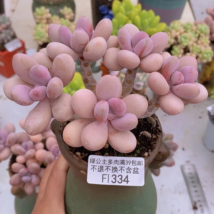 糖果桃蛋老桩12cm334多肉植物