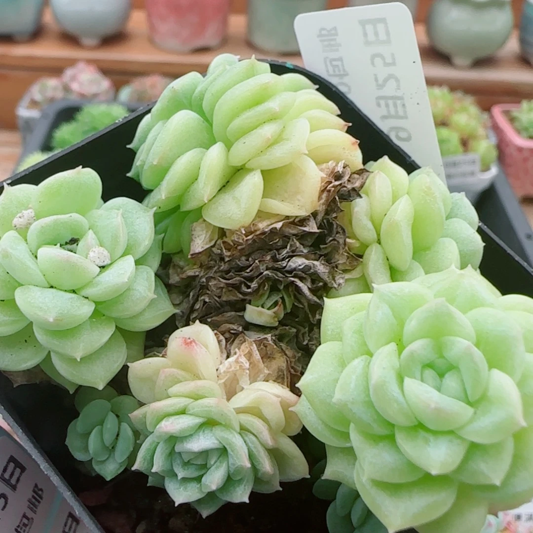 望***安花语逸镜0925-21消耗散