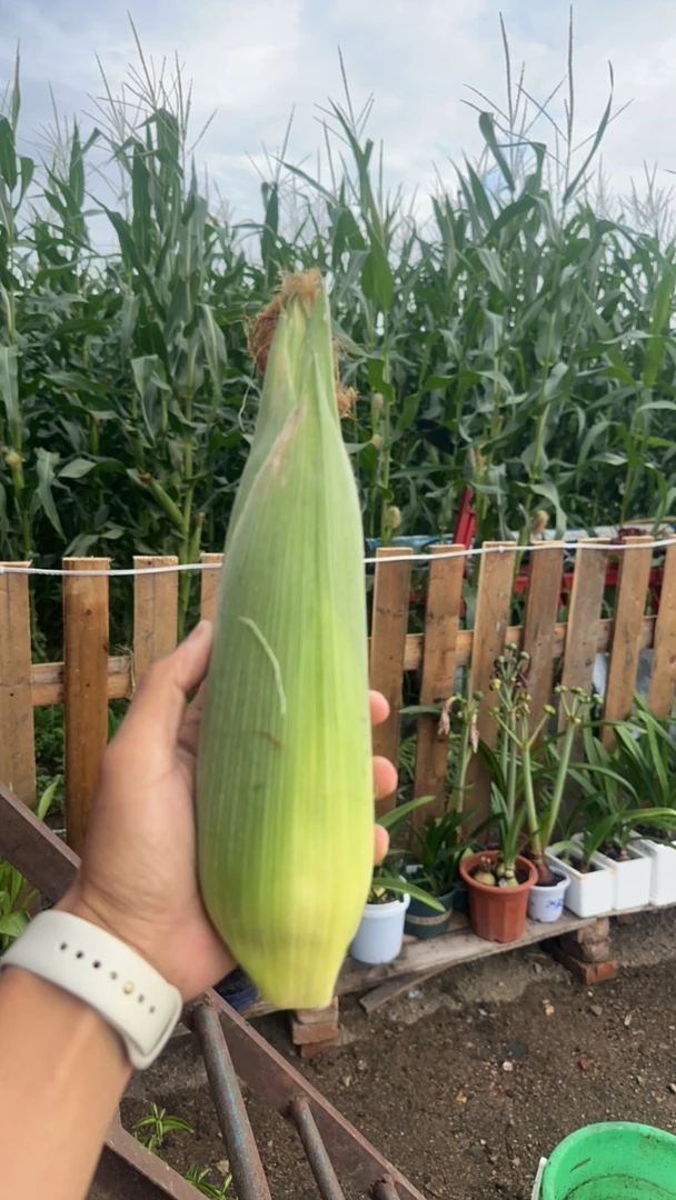 跑山的天一优选自己家现摘东北粘苞米