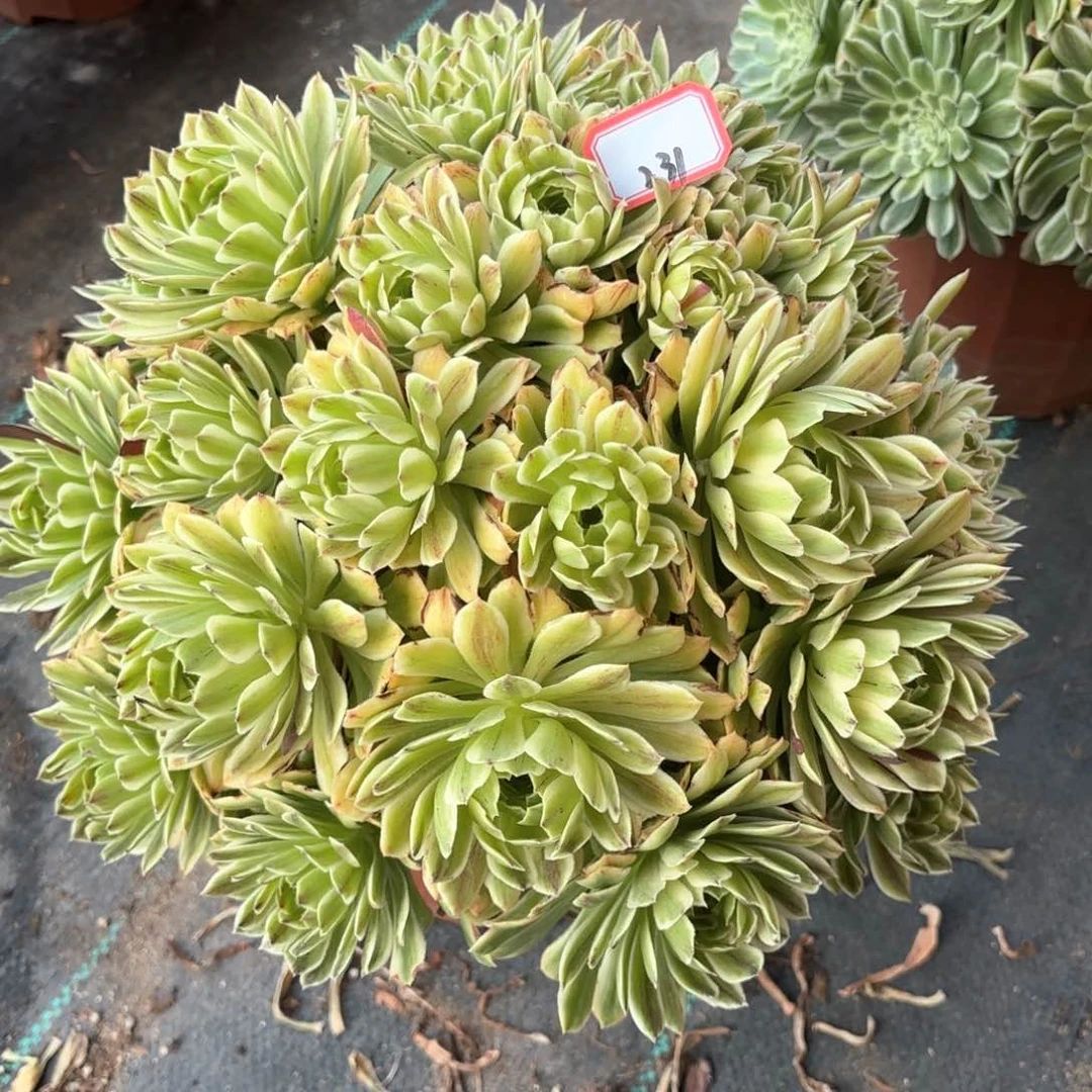 全部花朵231碧浪朵朵多肉植物