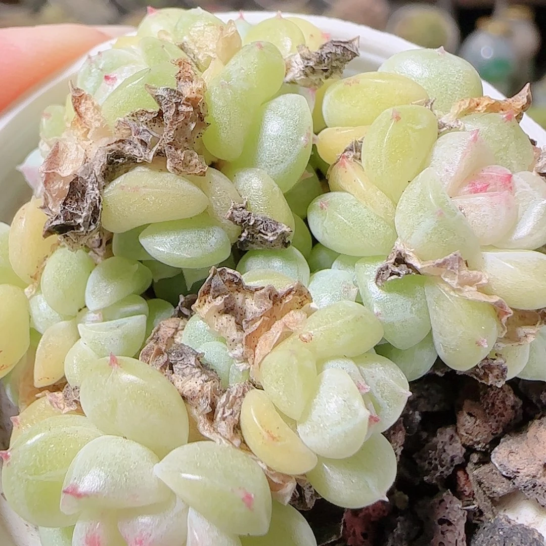 花语逸镜1127-12散