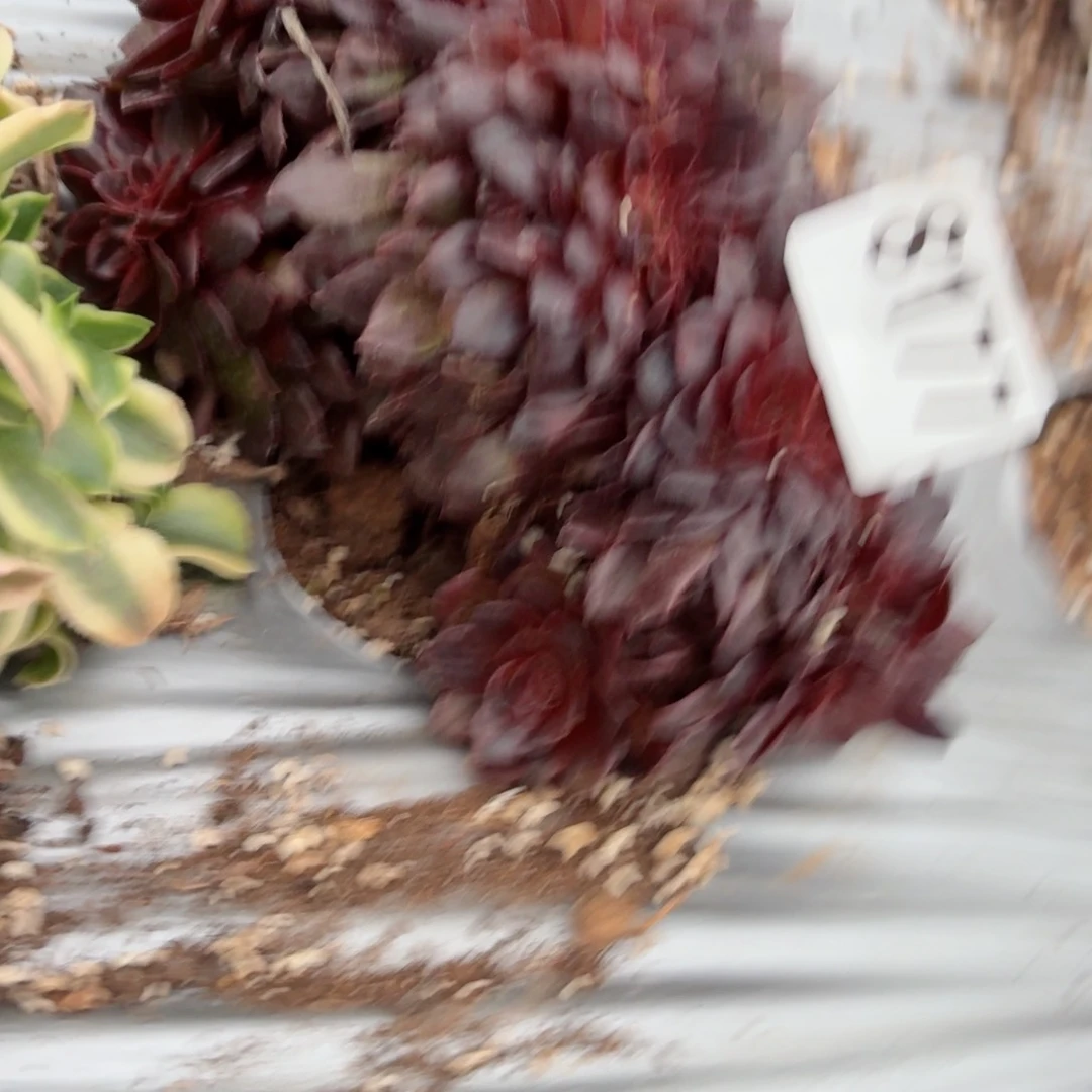 我8177 号多肉法师特价