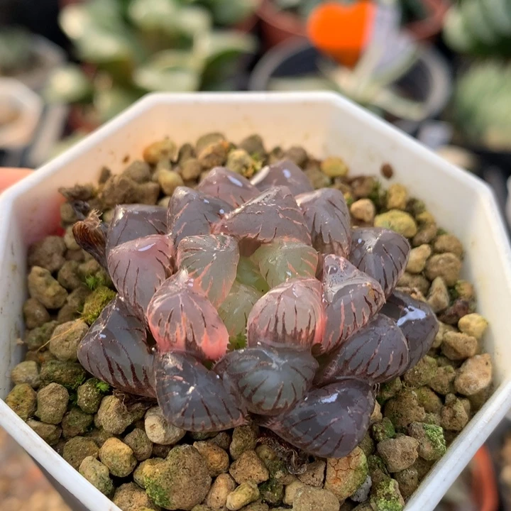 冰灯玉露锦，带盆发货