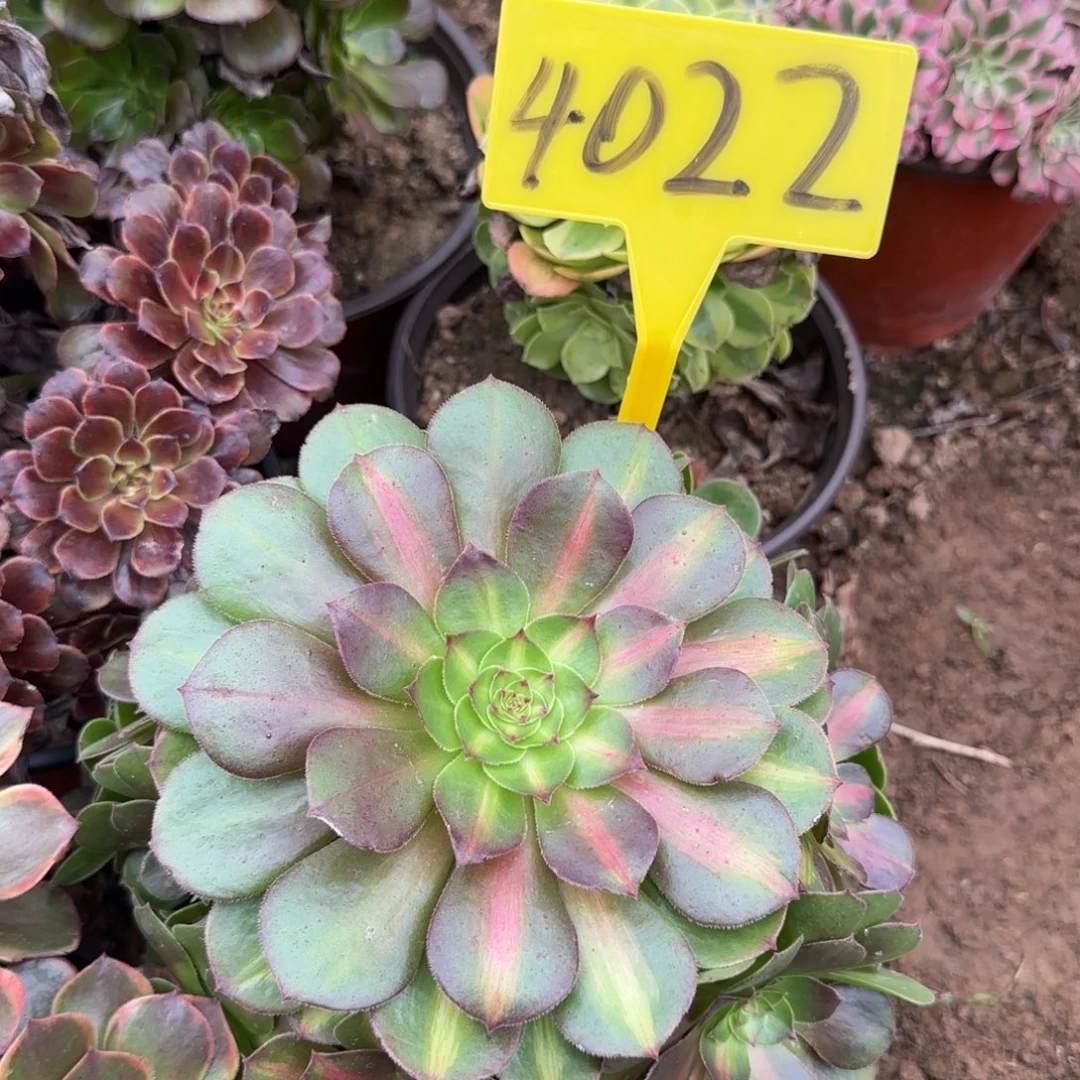 4022---中班多头多肉