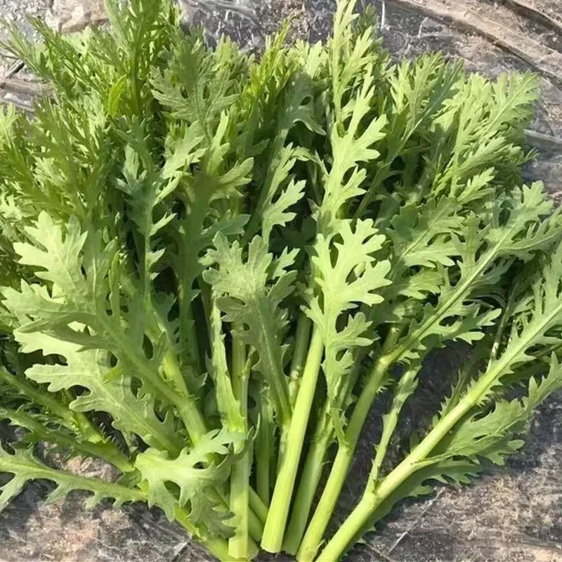 (茼蒿菜)贵州农家现掐现发