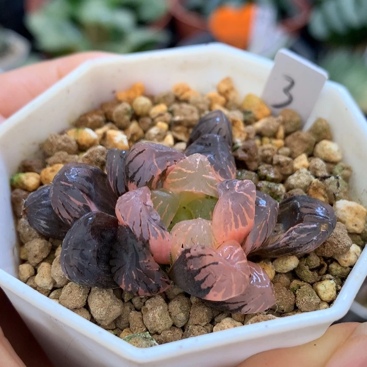 紫罗兰玉露锦，带盆发货