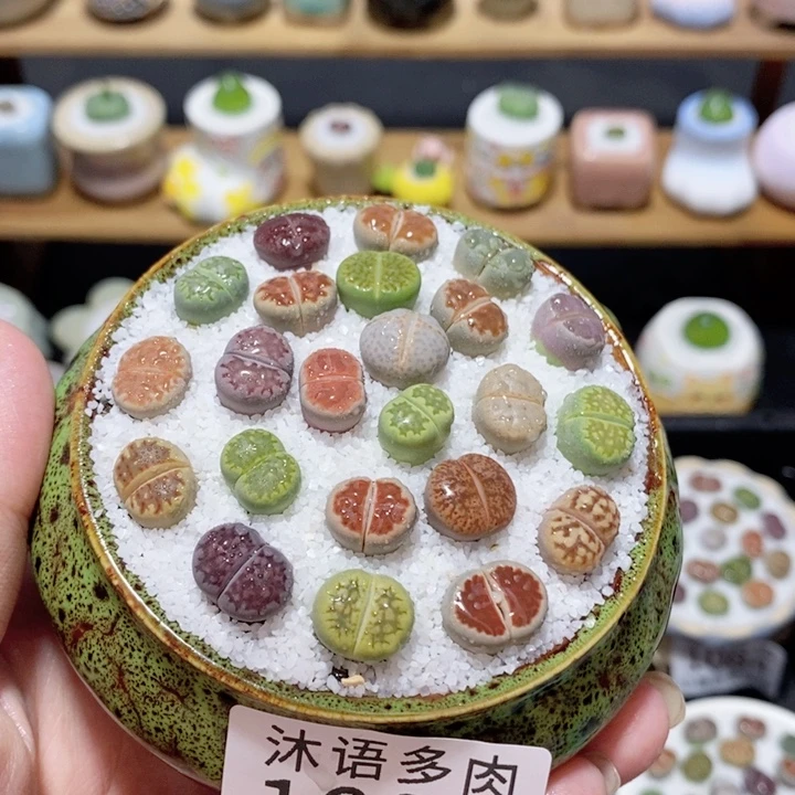 带盆土植物 精美盆栽1088