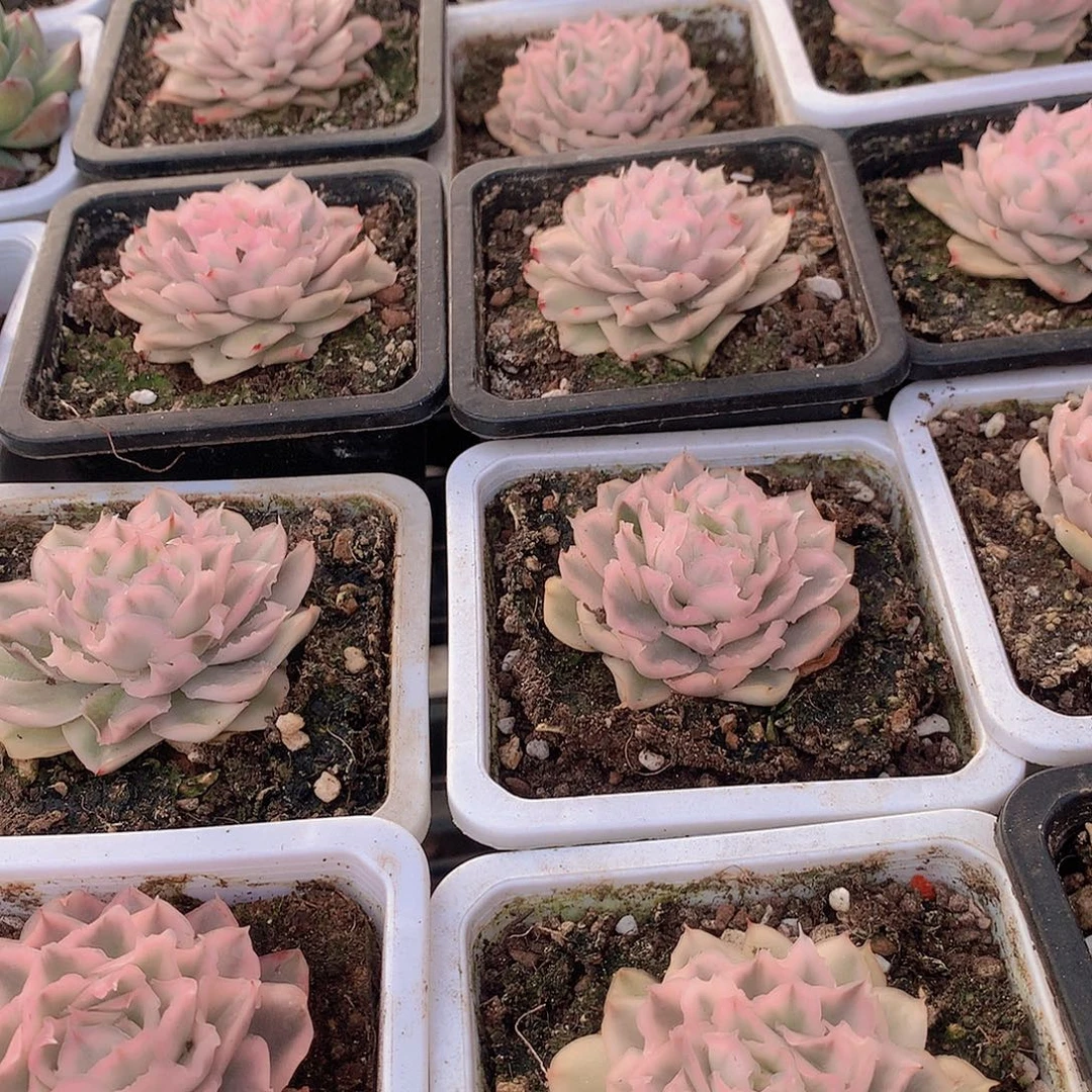 紫蝴蝶锦34567889900000