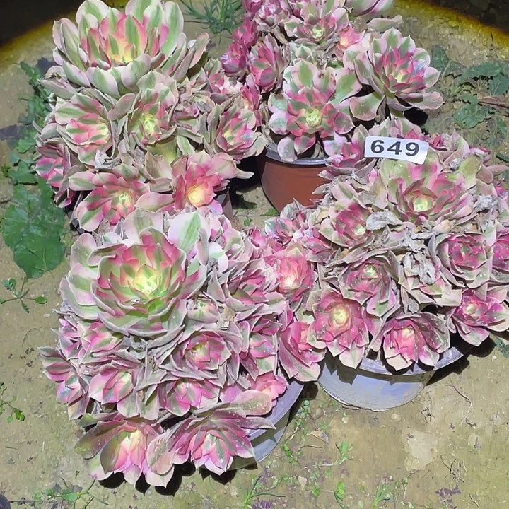 人**缘多肉植物法师649女巫4颗