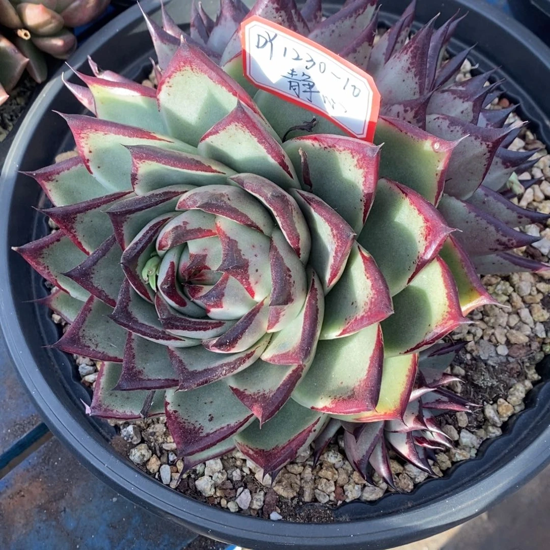 乌木桃子1230-10（静心）